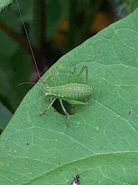 Image of speckled bush-cricket