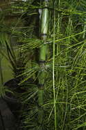 Image of Southern Giant Horsetail