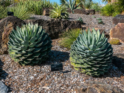 Image of Parra's agave