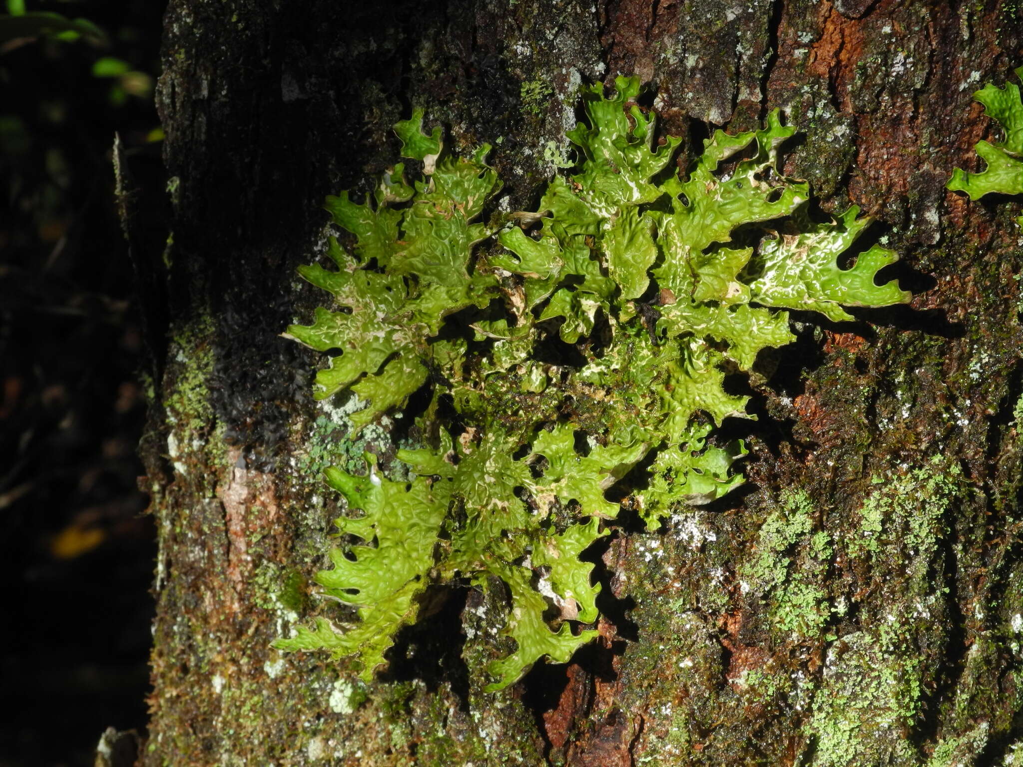 Image of Lungwort