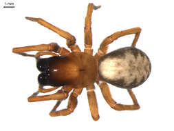 Image of Callobius bennetti (Blackwall 1846)