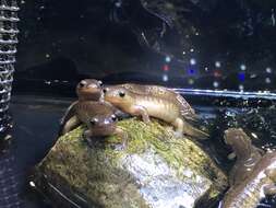 Image of Clouded Salamander