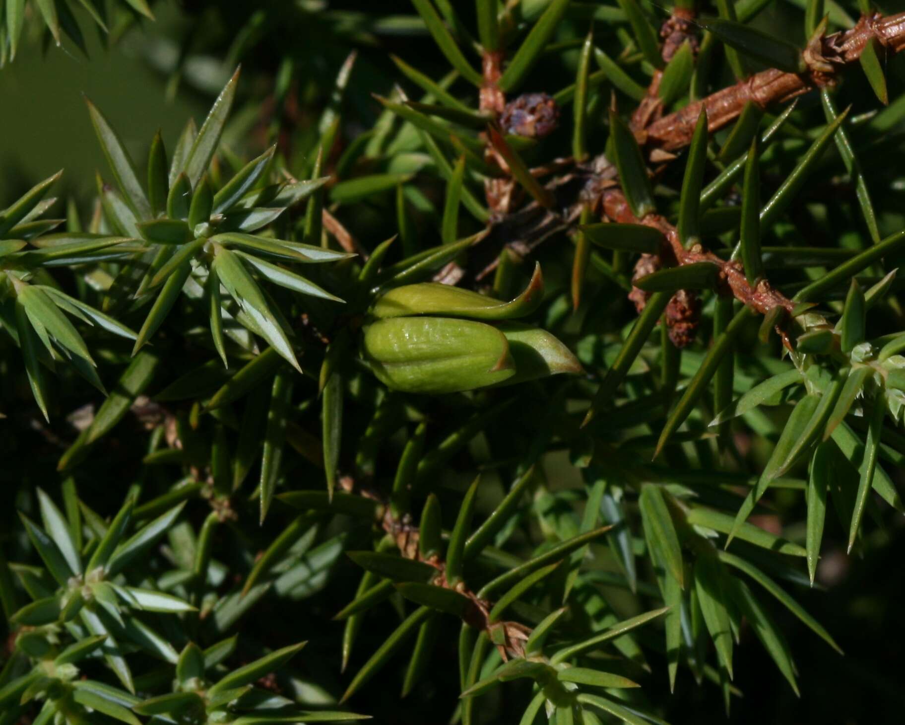 Image of Common Juniper