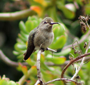 Image of Calypte Gould 1856