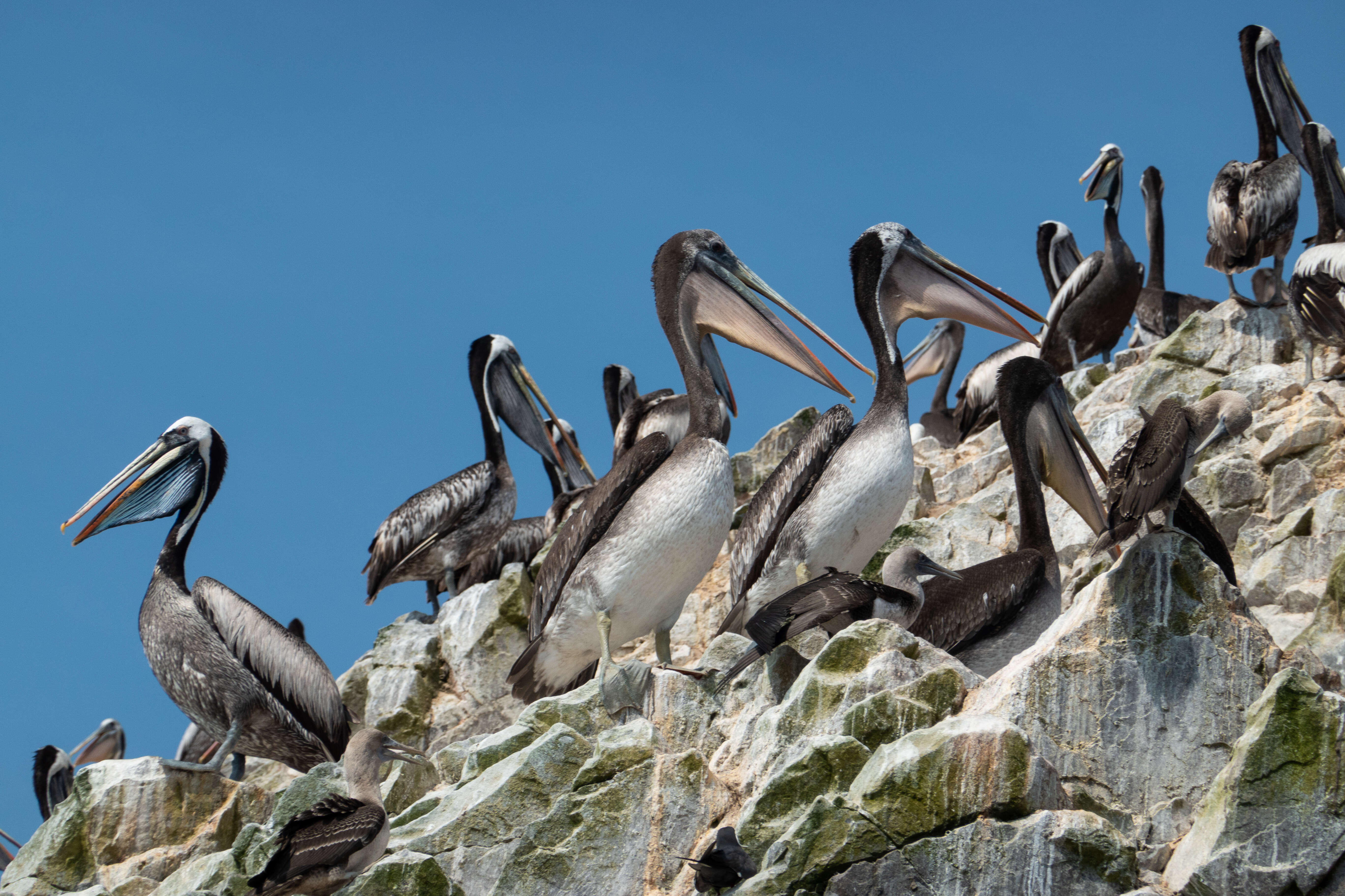 Image of Peruvian Pelican