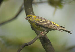 Image of serin, european serin