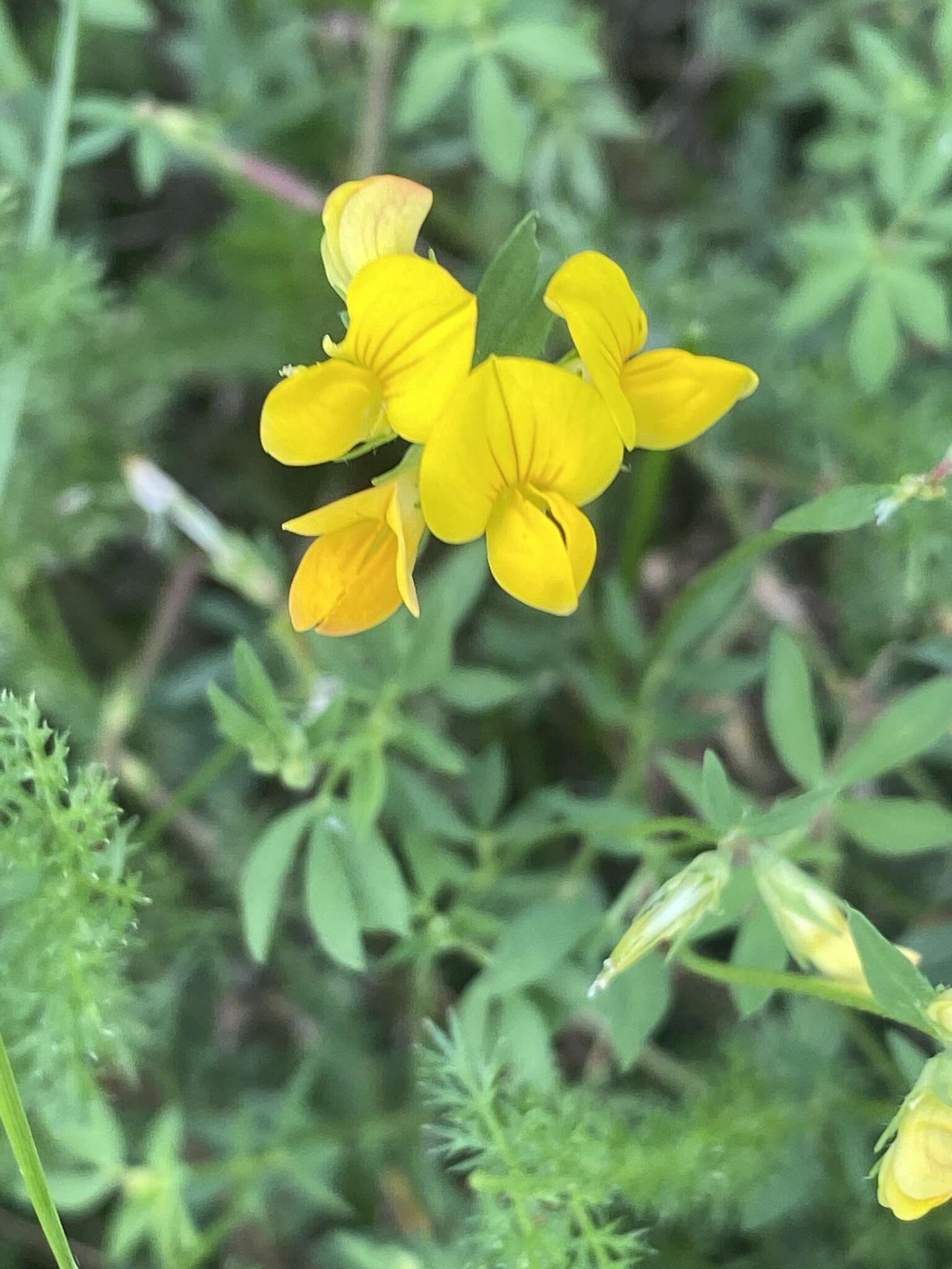 Image of Common Bird's-foot-trefoil