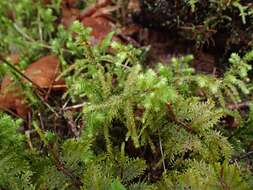 Image of Electrified Cat's Tail Moss