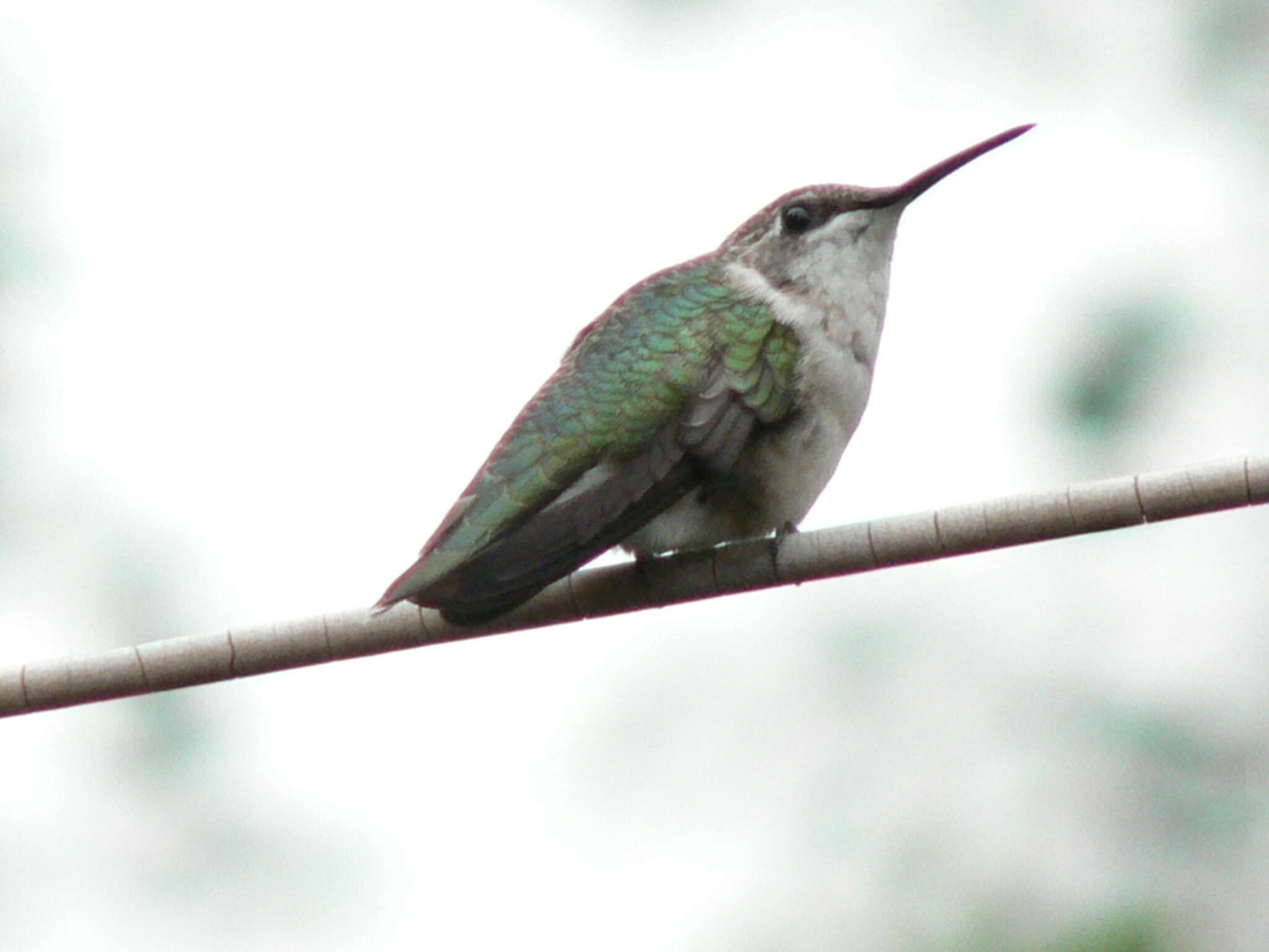 Image of Ruby-throated Hummingbird