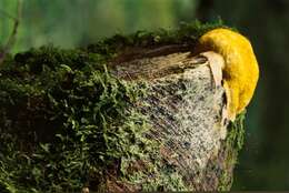 Image of Dog vomit slime mold