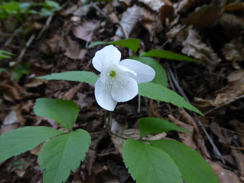 Plancia ëd Anemone trifolia L.