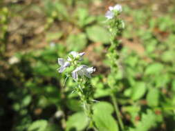 Image of Health Speedwell