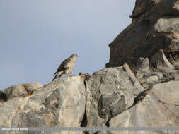 Image of Eurasian Goshawk