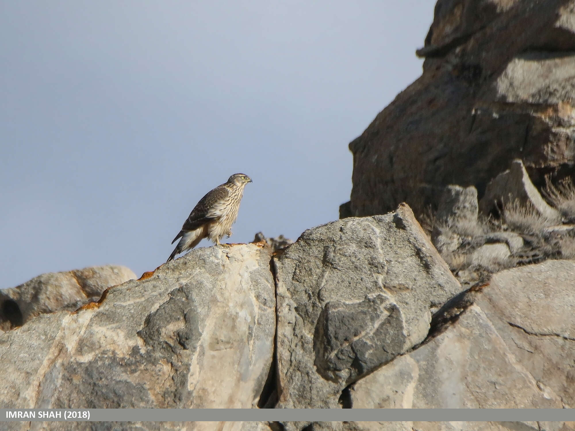 Image of Eurasian Goshawk