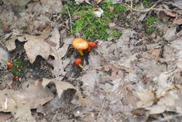 Image of Hygrocybe miniata (Fr.) P. Kumm. 1871