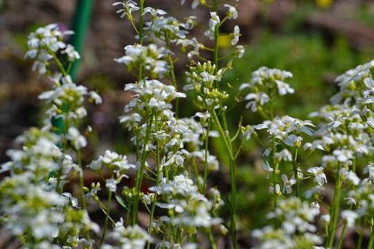 Image of annual candytuft