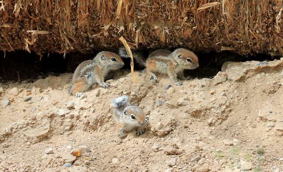 Image of white-tailed antelope squirrel