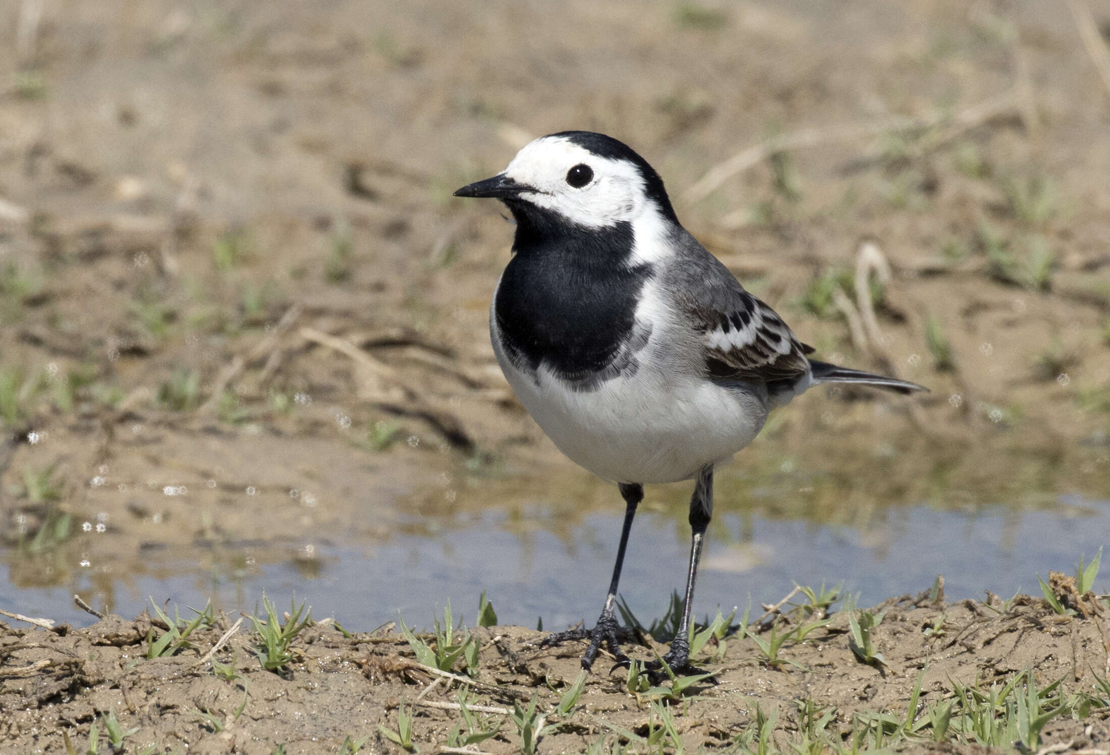 Image of Pied Wagtail and White Wagtail