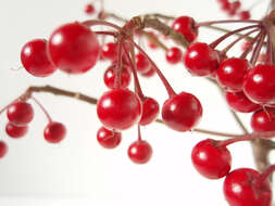 Image of Christmas berry