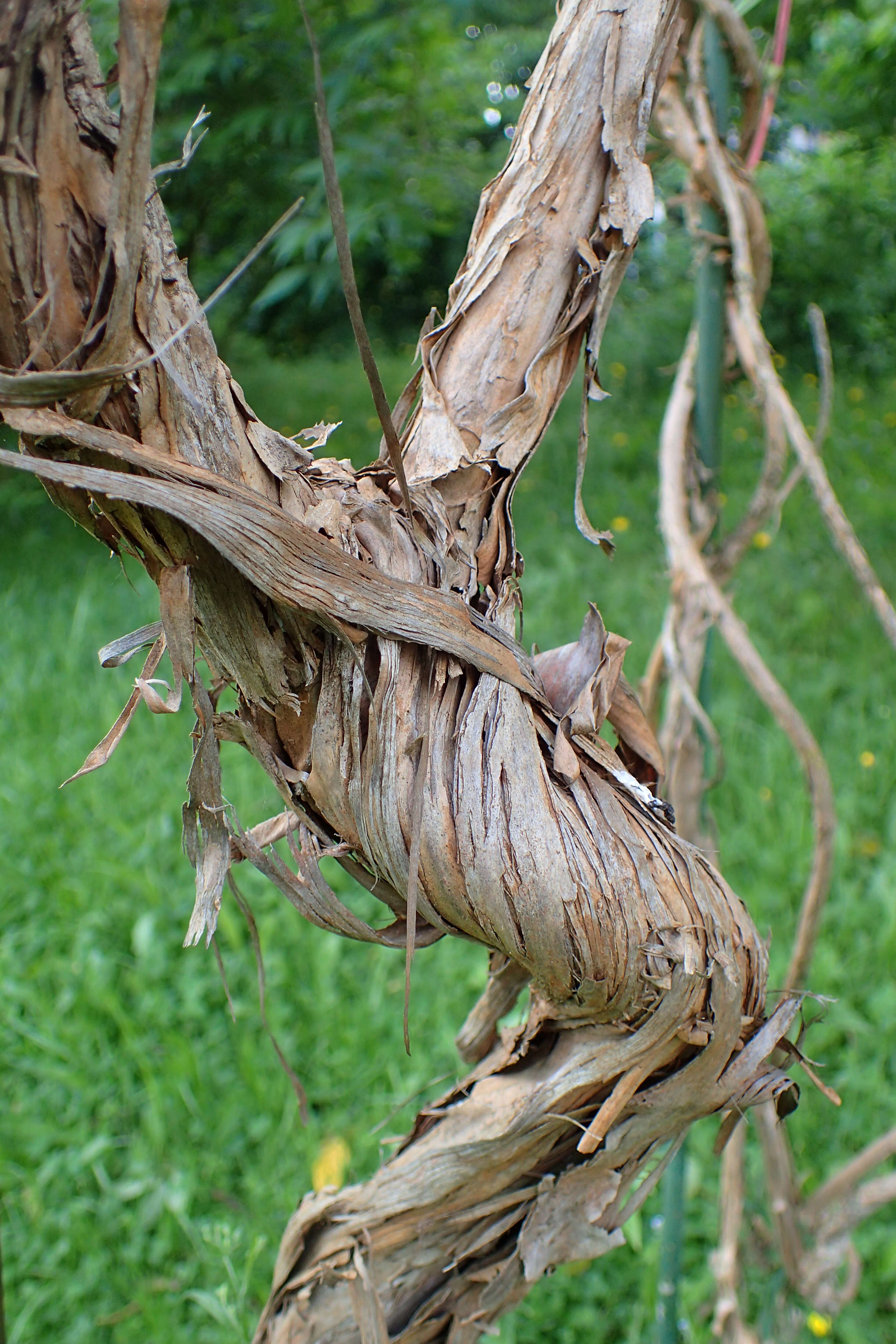 Image of Fragrant Grove Honeysuckle