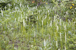 Image of Tall white bog orchid