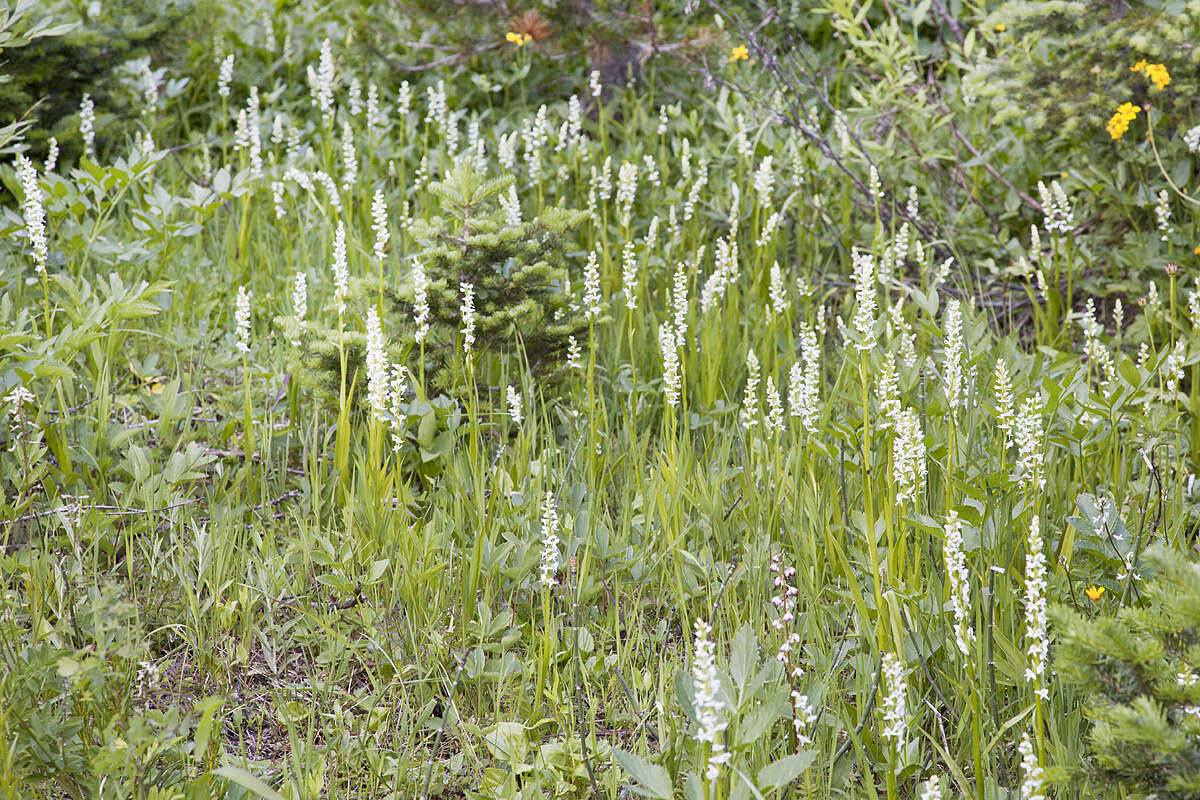 Image of Tall white bog orchid