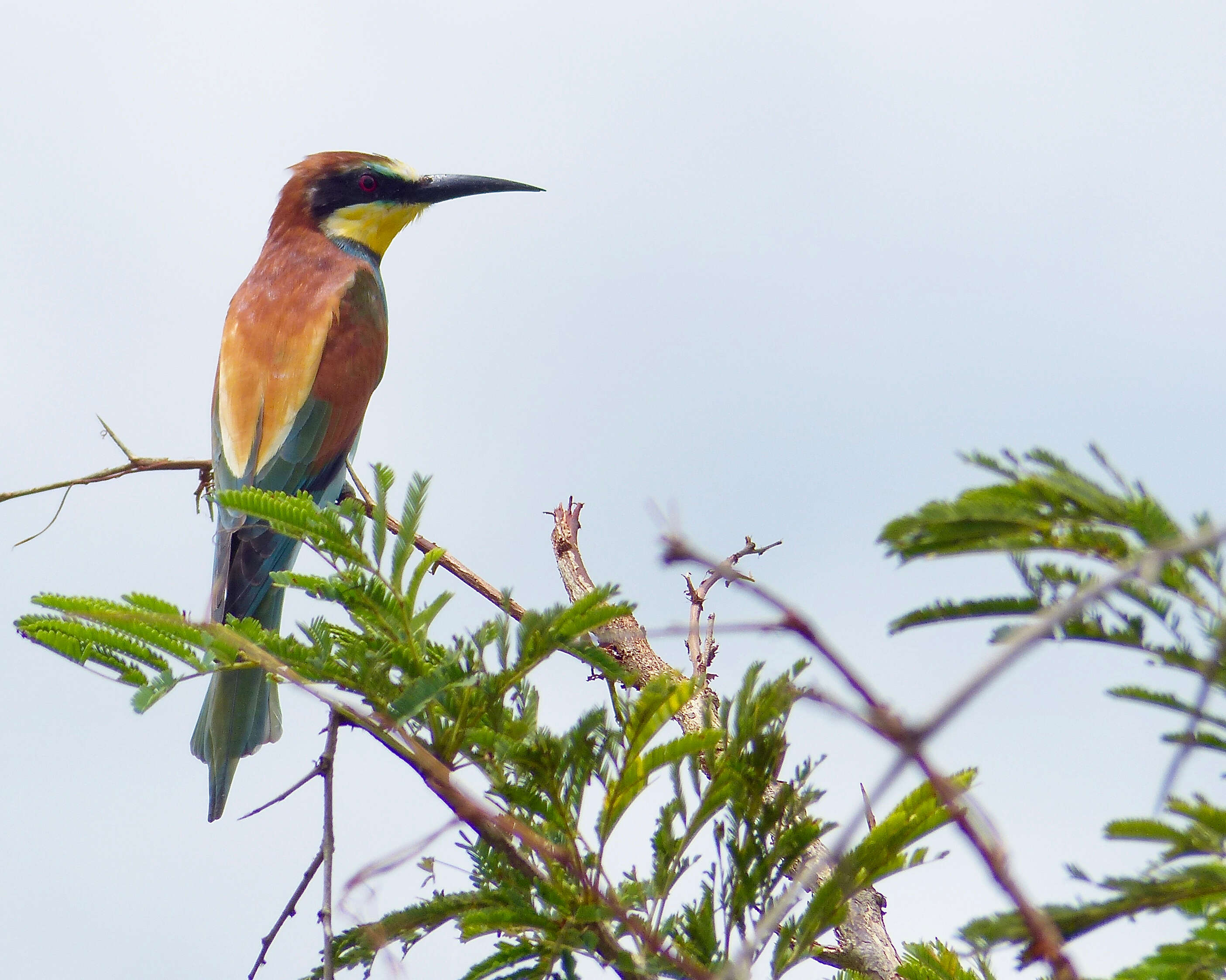 Image of bee-eater, european bee-eater