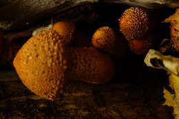 Pholiota squarrosa (Vahl) P. Kumm. 1871 resmi