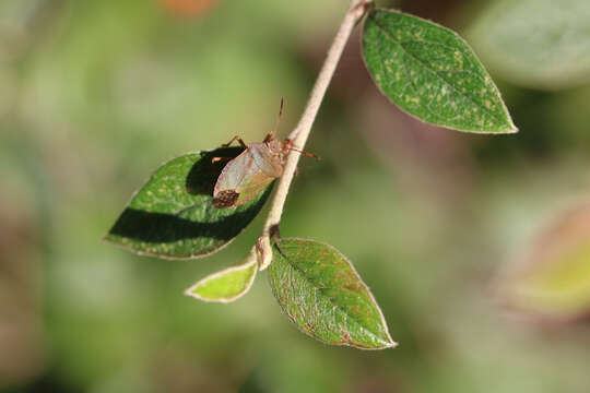 Image of Green shield bug