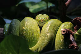 Image of Green Python