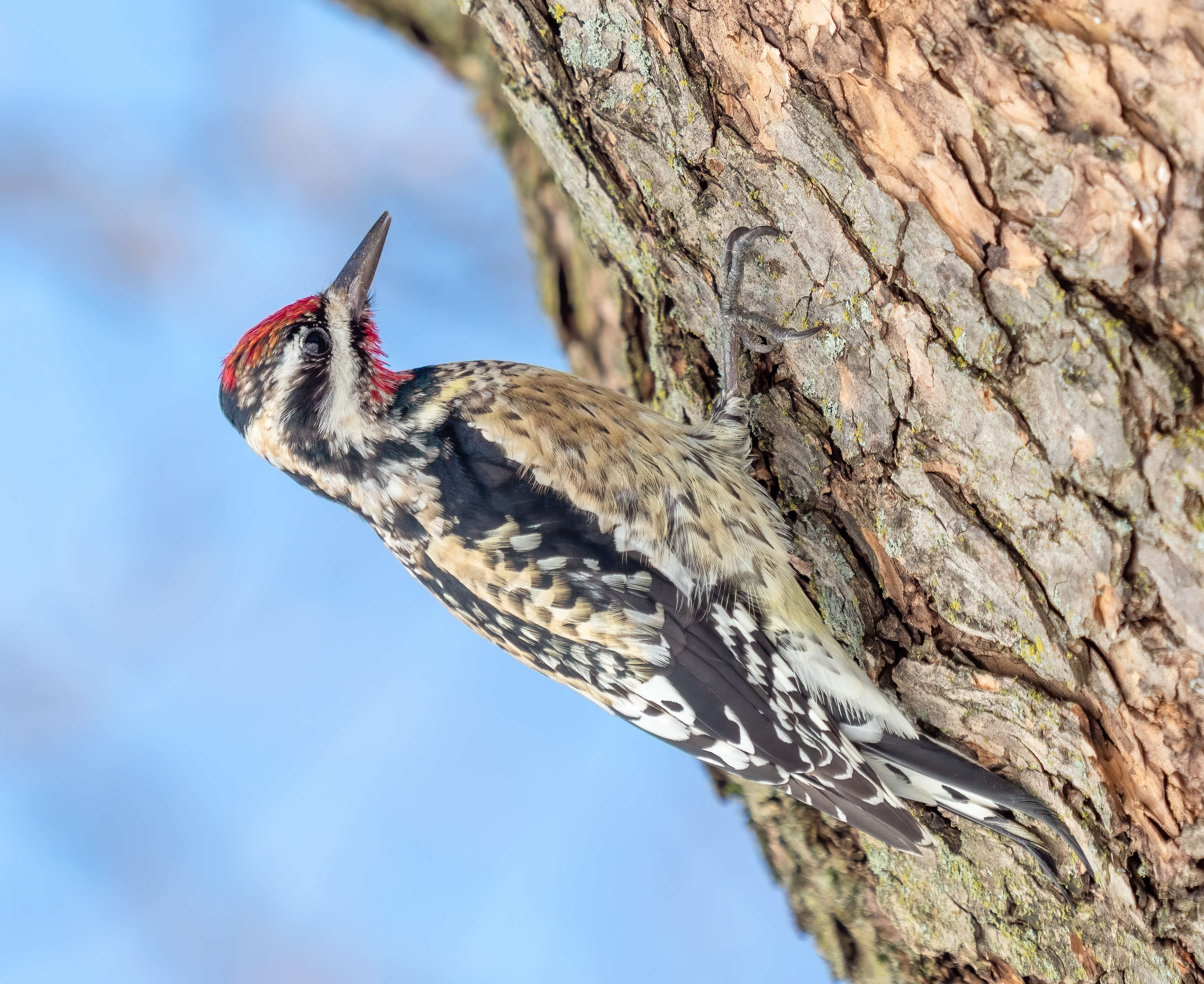 Image of Sapsucker