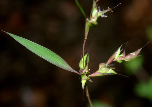 Image of Mauritian grass