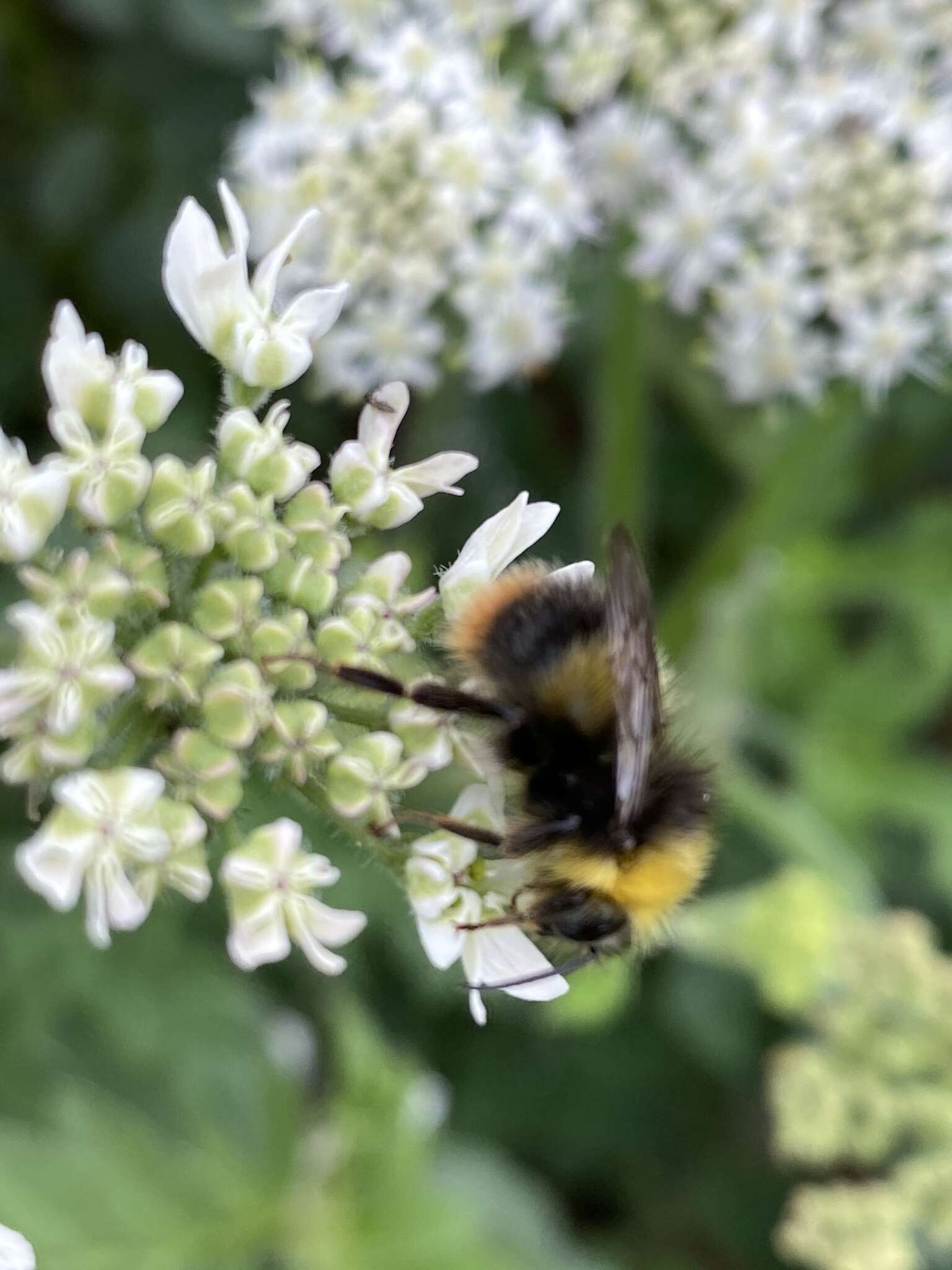 Plancia ëd Bombus pratorum (Linnaeus 1761)