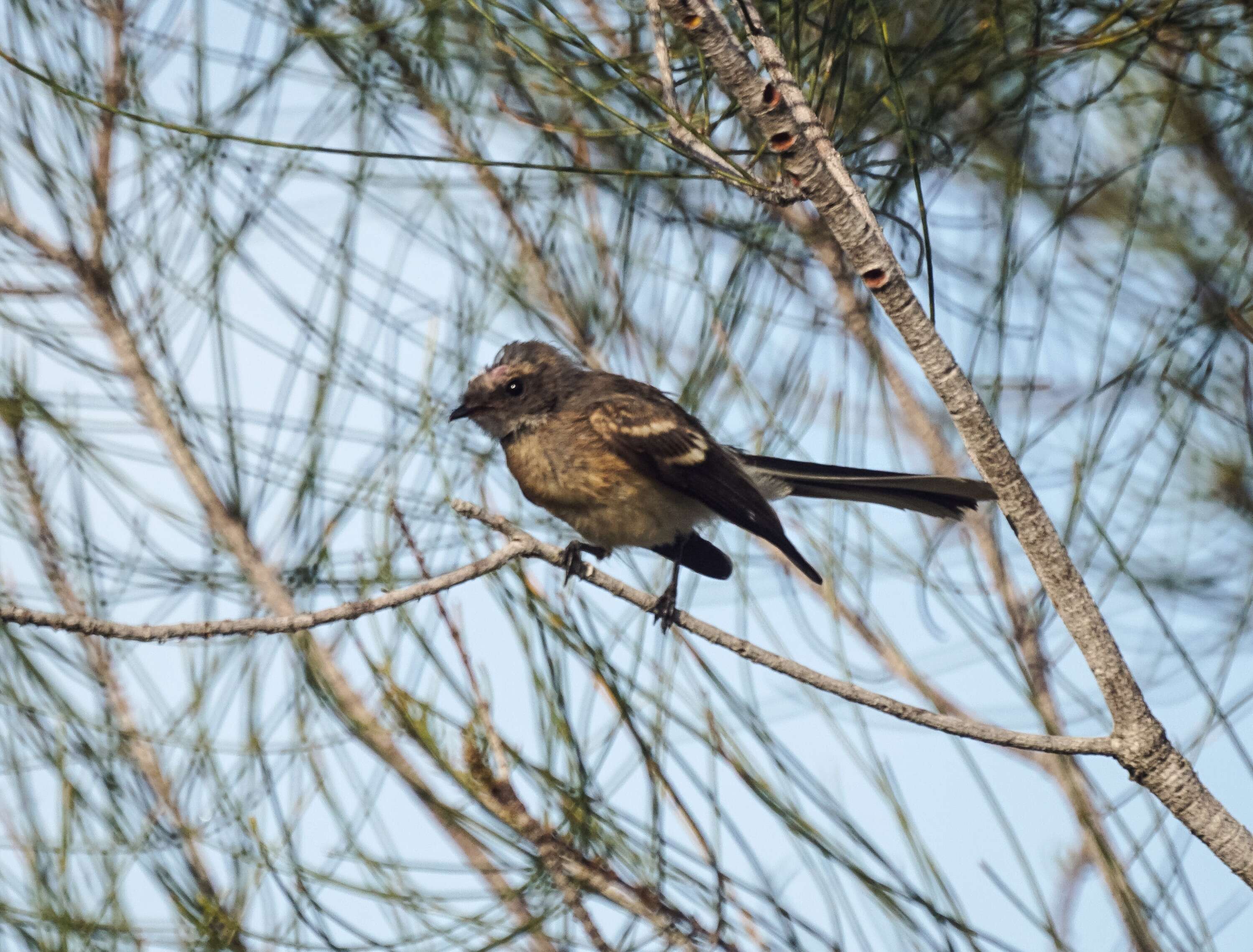 Image of Grey Fantail