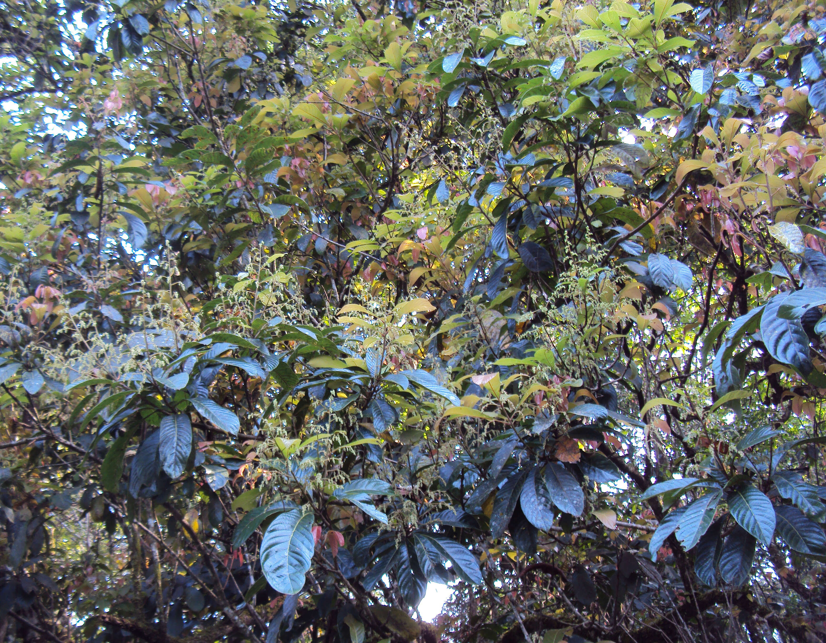 Image of Meliosma simplicifolia (Roxb.) Walp.