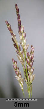 Image of Indian lovegrass