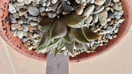 Image of Haworthia mirabilis (Haw.) Haw.