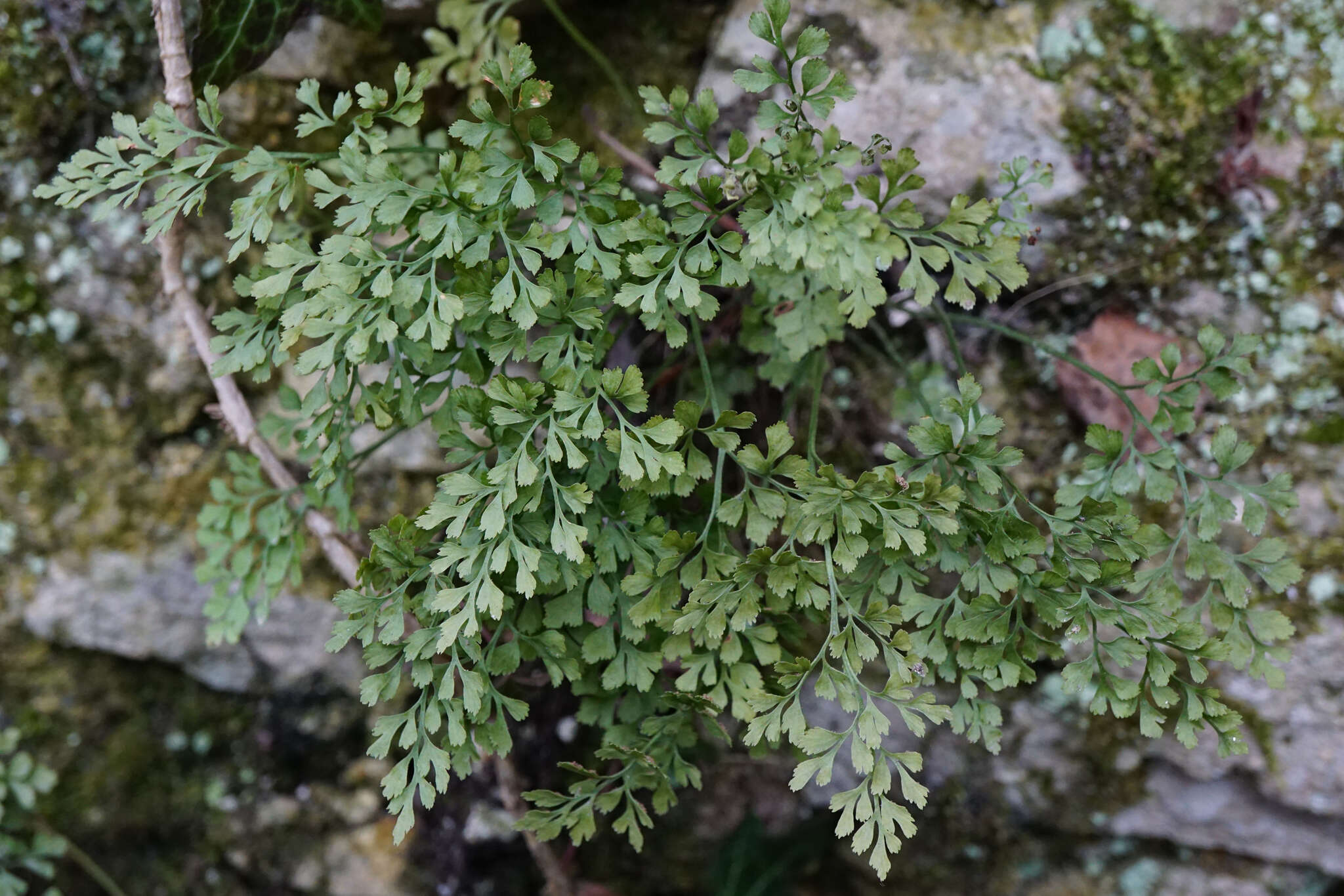 Image of Wall-rue