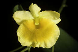 Imagem de Dendrobium lindleyi Steud.