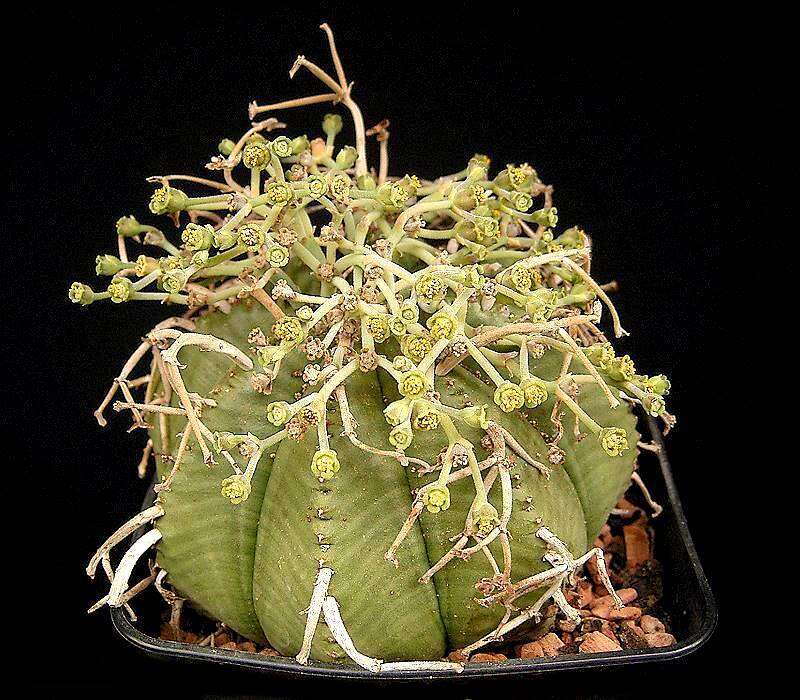 Image of Euphorbia meloformis Aiton