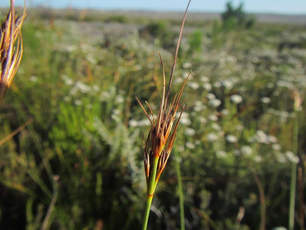 Image of Schoenus compactus