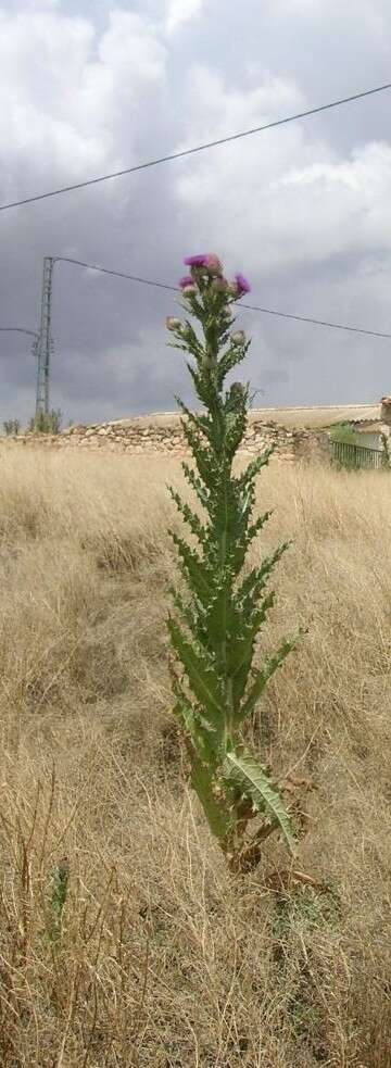 Image of Moor's Cotton Thistle