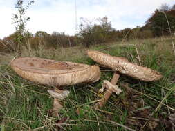 Image of Macrolepiota procera (Scop.) Singer 1948