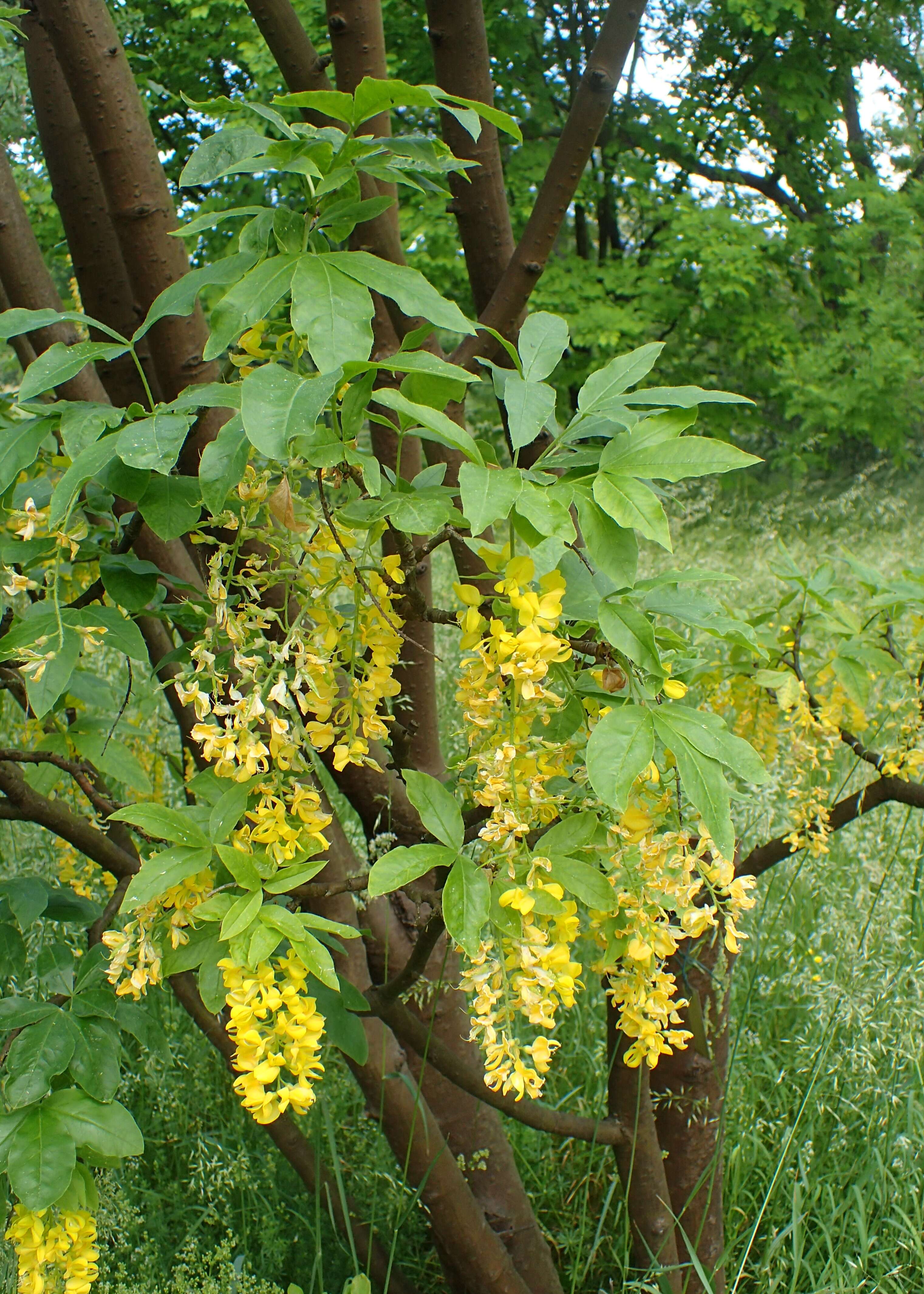 Image of Alpine Laburnum