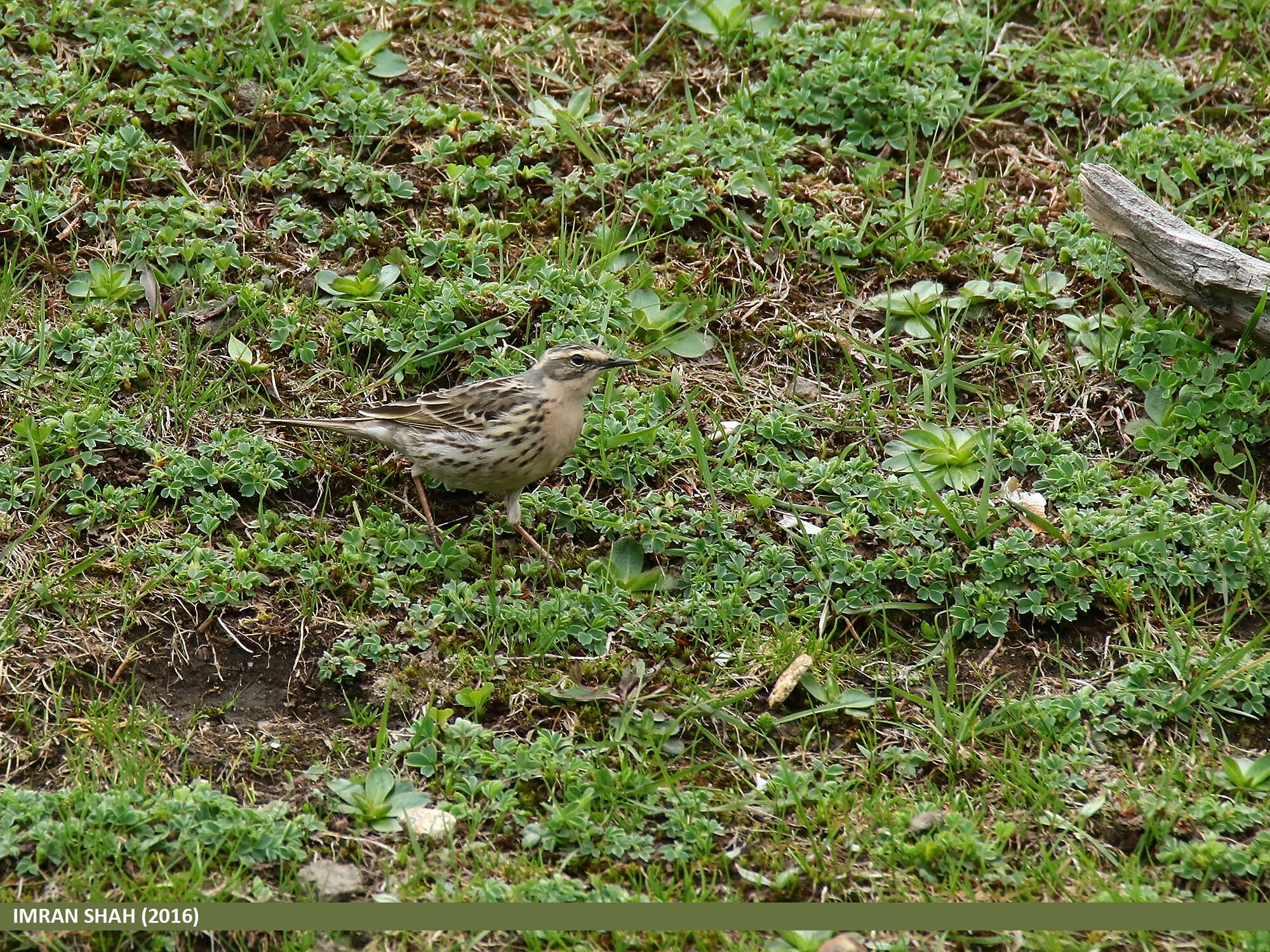 Image of Rosy Pipit