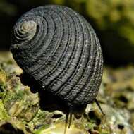 Image of Antillean nerite