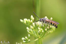 Image of Dielis plumipes (Drury 1770)