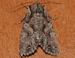 Image of Speckled Cutworm