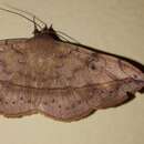 Image of Anticarsia rubricans