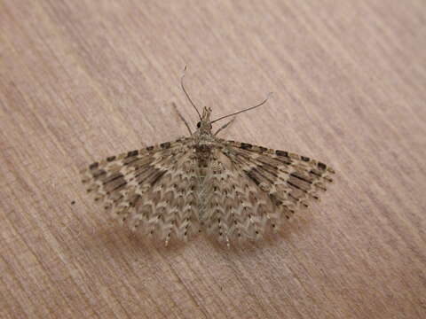 Image of twenty-plume moth